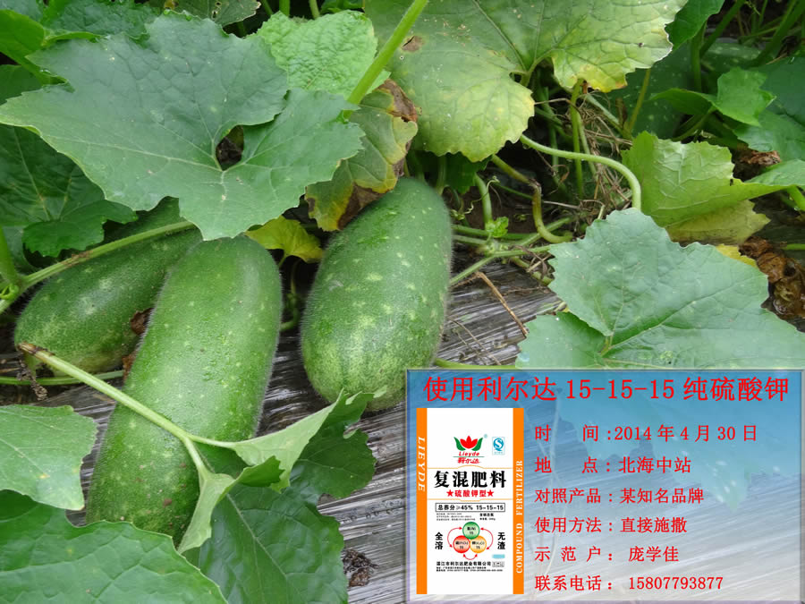 利尔达15-15-15 小冬瓜种植实验田