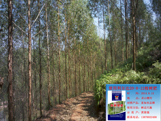 利尔达20-8-12桉树肥 桉树种植试验地