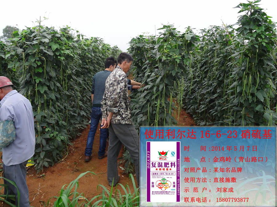 利尔达16-6-23 硝硫基 豆角试验田
