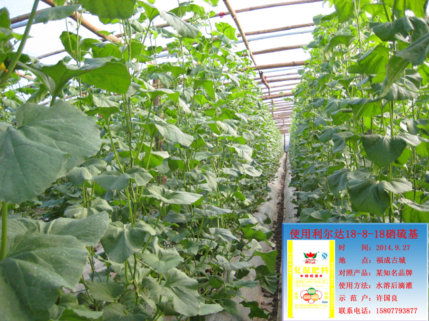 利尔达18-8-18硝硫基 哈密瓜种植基地