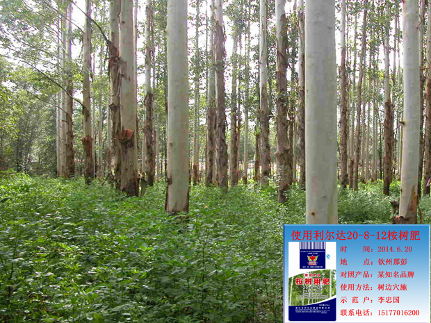利尔达20-8-12桉树肥 桉树种植试验地